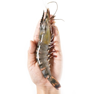 [帝皇鲜 手掌大泰国活冻黑虎虾 340g/盒 7-11条]