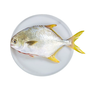 Xiangtai eri gold cunfish 340g