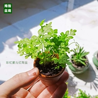 Радужный папоротник Красная керамика.