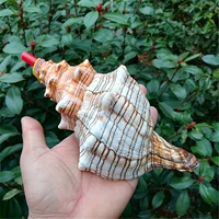 Натуральный раковина Большая раковина, улитка рога рога рога