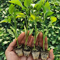 Пламя красный