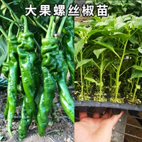 Павлин синий