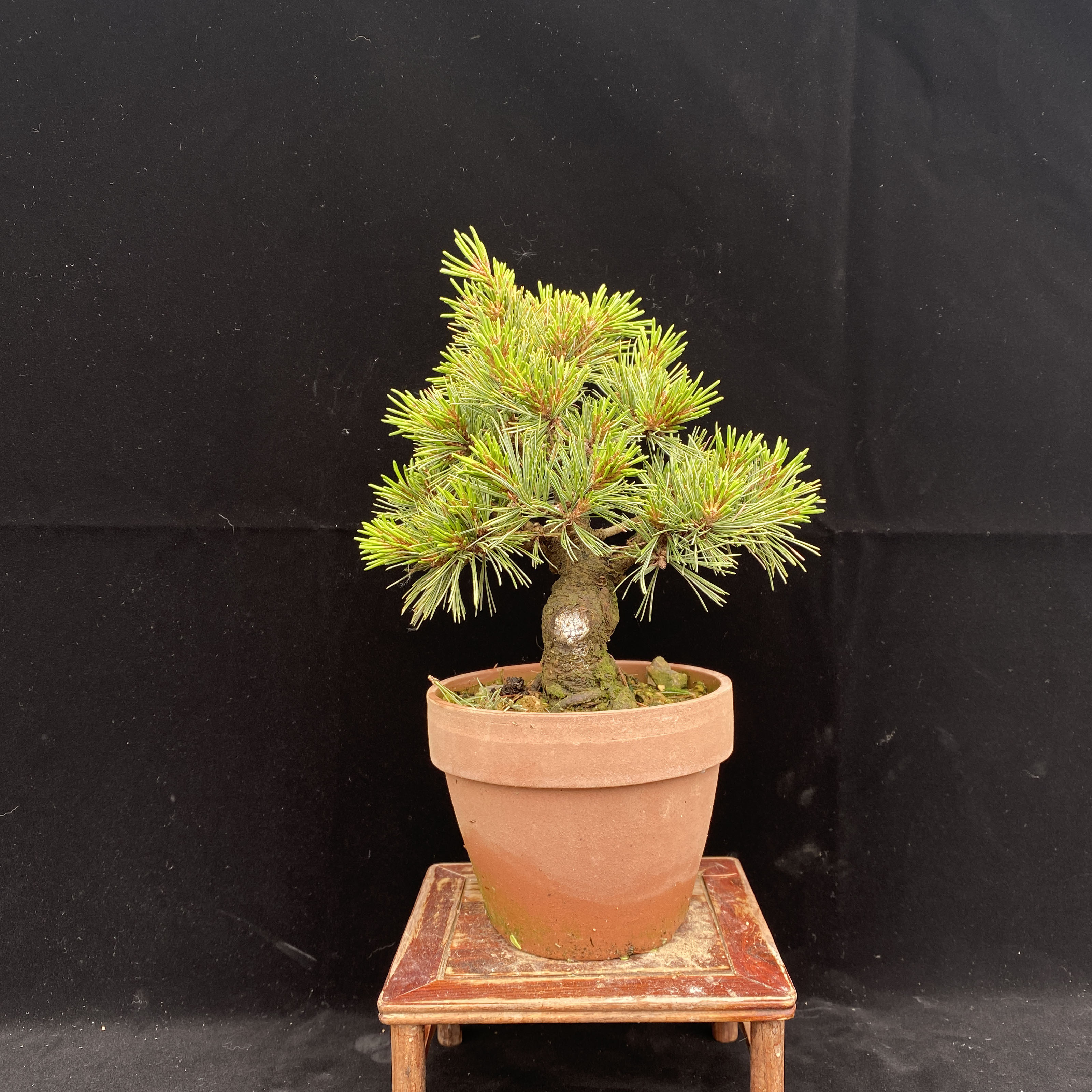 日本五针松(Pinus parviflora Sieb.et Zucc.)-芜湖职业技术学院--园林园艺学院