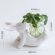 SP-Evergressing Rabbit