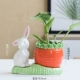 SP-SPE-SHY RABBIT+RANICH BOTTLE