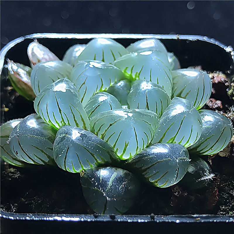 淘宝优惠券优惠券3元