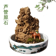 Đá hấp thụ đá gốc đá tự nhiên bonsai trên đá nước từ bỏ đá trang trí sáng tạo quà tặng vi cảnh quan cảnh quan - Trang trí nội thất