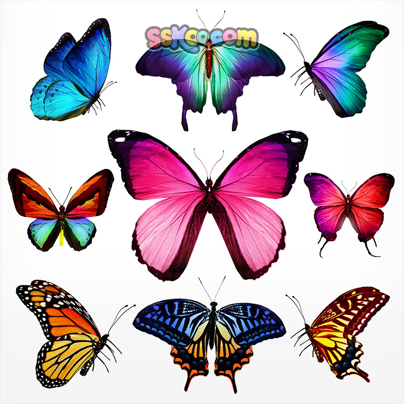 彩色蝴蝶缤纷花丛采花授粉翅膀广告设计背景JPG素材摄影特写图片