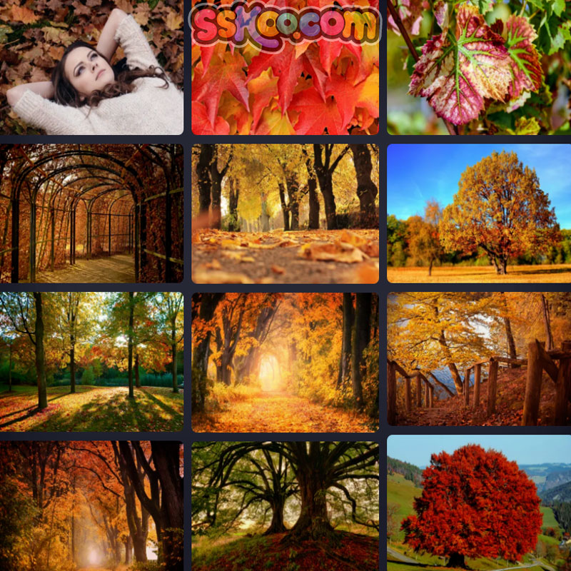 秋天美景金黄色落叶树林枫日季节自然风光摄影照高清JPG图片素材