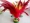 Bọ cạp gà lông ngỗng hoa lớn phù hợp với bọ cạp kháng bóng 键 牛 牛 牛 dưới cùng - Các môn thể thao cầu lông / Diabolo / dân gian cầu đá thể dục