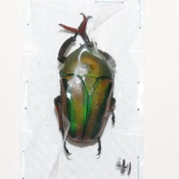 Самец №5 41мм