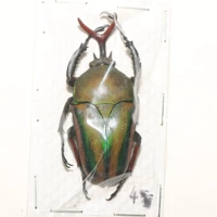 Мужской №15 48мм