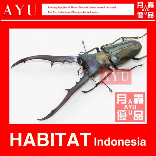 Michari fo Buddha Тонкая кузов красная куколка Cmf Cmf