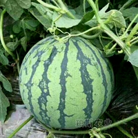 8424 саженцы арбуза 6 деревьев