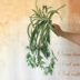 Hoa nhựa mô phỏng lá liễu 绢 hoa giả hoa nho dây leo liễu mô phỏng liễu liễu liễu liễu - Hoa nhân tạo / Cây / Trái cây Hoa nhân tạo / Cây / Trái cây