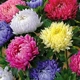 Cui Chrysanthemum смешанный цвет+2 удобрения для упаковки