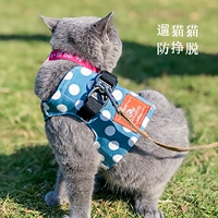 Кошачья кошка ведет веревку и ходит, грудный ремень, жилет, кошка кошачья кошка, посвященная кошке