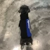 Товары от boy宠物潮牌
