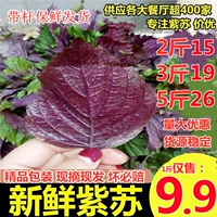 Fresh Purple Meso Ye Zhengzong 500G Бесплатная доставка фермеров Съедобные