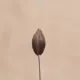 Небольшая крупная скотоводка, 50 см.