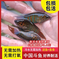 Покупать до количества тысяч более чем 20 цветов, китайская пирожная рыба пресноводная холодная вода холодная вода положила синюю вилку небольшие наблюдения