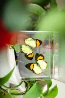 Апельсиновая розовая бабочка 5 см