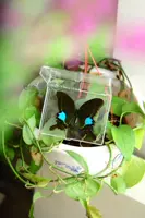 Paris Cui Phoenix Butterfly 10 см.