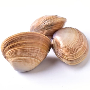 Weihai Sun xiaoqiao Sand Clade Seafood Fresh Natural Wild Yellow Gracence цветочный моллюск Разное