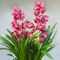 Великий Китай Дракон 3 Мяо (после оплодотворения)