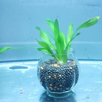 Светло -зеленый мини -по дне.