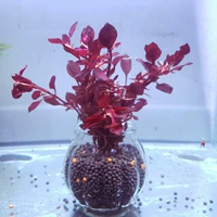 Пурпурно -красная бутылка с фиолетовым гвоздикой с бутылкой к нижним удобрениям удобрения