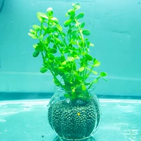 Военный зеленый лист пары с дном бутылки.