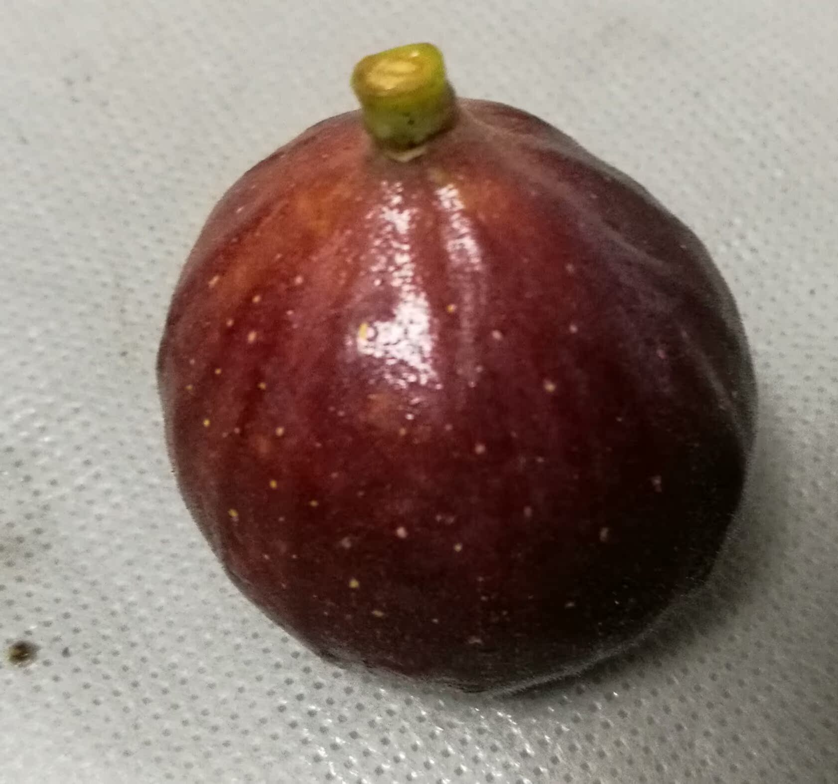 棒约翰无花果苗