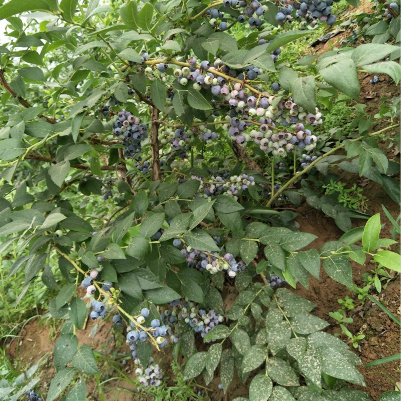 藍莓苗盆栽地栽果樹苗藍莓樹苗南方北方種植藍莓樹苗陽臺種植