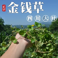 Sichuan Fresh Big Leaf Money трава трава дикая почка натуральный камень Гуанг намаченная вода для воды 450G