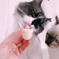 Оба козьего молока кошачья желе с кошачьим пудингом кот с кошкой с кошачьей закусками 16 г одно консервированные добавки кальция, чтобы набрать вес