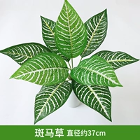 Рыжая зебра