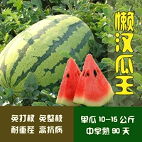 Lazy Han Gua King 8424 Семена арбузов Юг Необыкновенные гигантские гигантские семена арбуза Супер сладкий сахар сахар Kirin High Production 孑