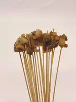 100 шампуров коричневых полевых улитков