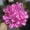 Hoa cẩm tú cầu hoa đầu hoa bóng tường hoa vòm tóc mũ trùm đầu DIY hoa nhân tạo hoa trang trí hoa - Hoa nhân tạo / Cây / Trái cây