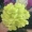 Hoa cẩm tú cầu hoa đầu hoa bóng tường hoa vòm tóc mũ trùm đầu DIY hoa nhân tạo hoa trang trí hoa - Hoa nhân tạo / Cây / Trái cây hoa giả trang trí