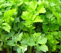 Сельдерея 1000 зерна