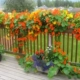 Роль золотой лотос смешанный цвет 1 кот (с виноградными лозами)