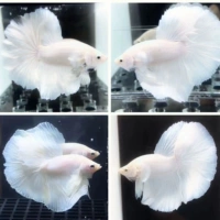 A -level Pure White Fairy Model + аквариум + рыба