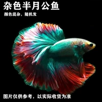 Класс смешанный цвет + аквариум + рыба