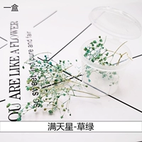 Трехмерные сушеные цветы по всей звездной траве зеленый (1 коробка)