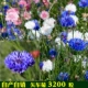 3200 зерна хризантемы