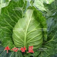 Niu Xinchunfeng Capbage Capbage Seeds