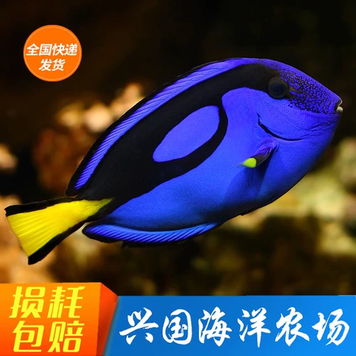 Blue Hang Dolly Sea Waterfish Live Condor Food Food Counts Express Shipping Clown Fish Friend Nimo's Friends