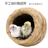 Травяная птичья гнездо крупное гнездо пейс -попугай